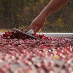 Cranberries being raked