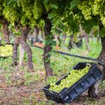 Fresh grapes on vine South Africa