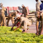 Grapes being prepared on drying beds South Africa