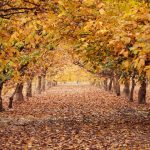 Walnut Orchard in Autumn, California